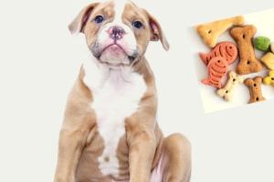 Comment récompenser son chien?