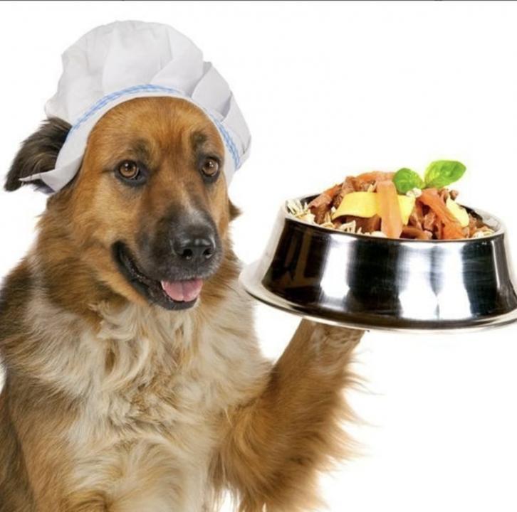 Chien qui va déguster ses bonnes croquettes