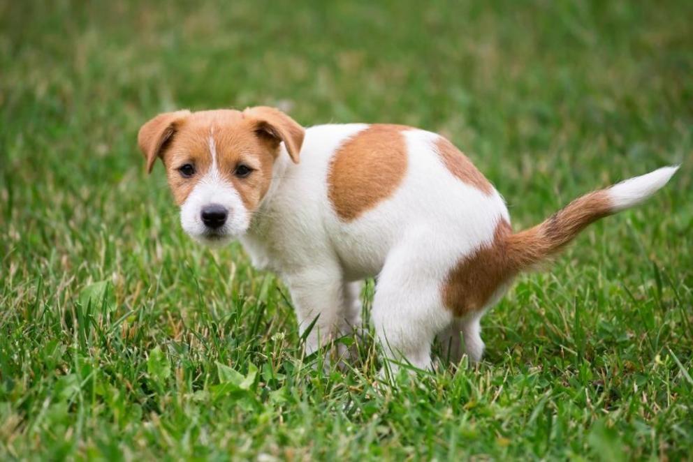 coprophagie chien 