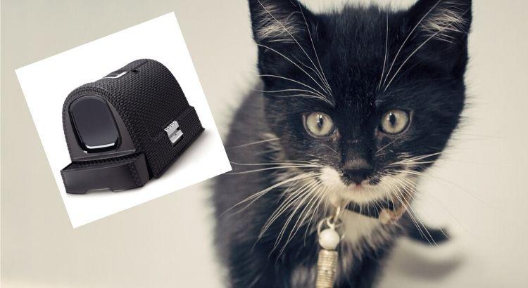 Choisir une maison de toilette pour son chat