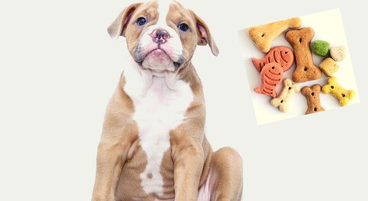 Comment récompenser son chien?