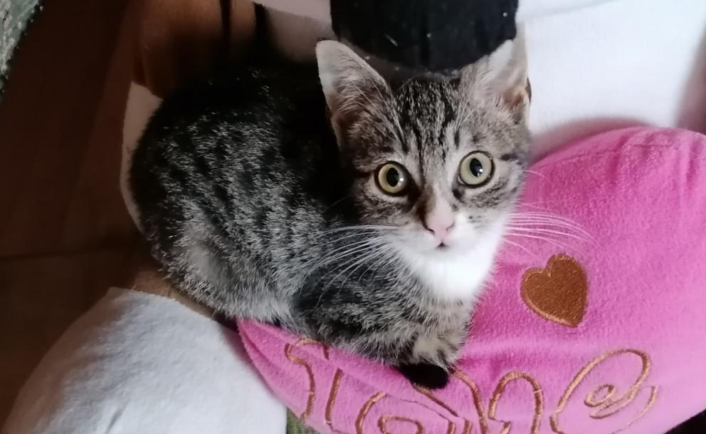 Chat surpris