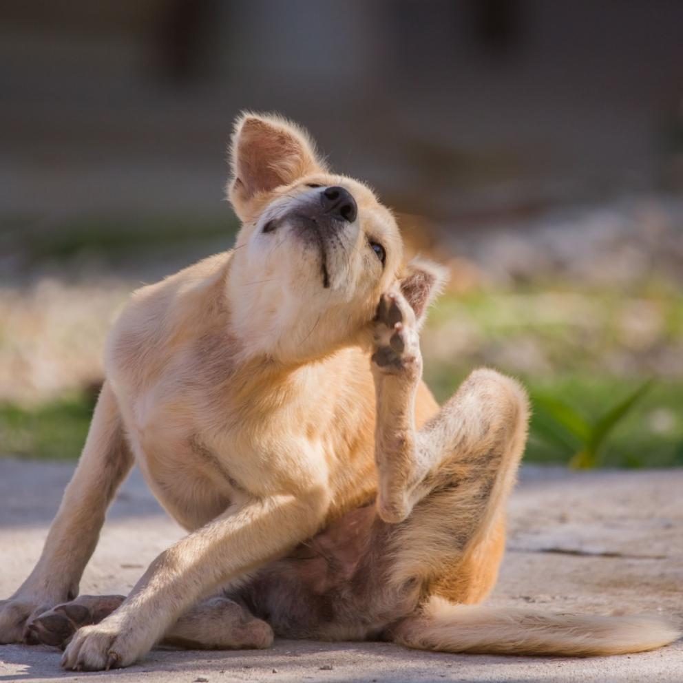 Chien qui se gratte