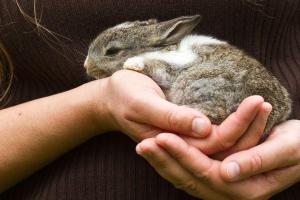10 raisons d'avoir un lapin à la maison