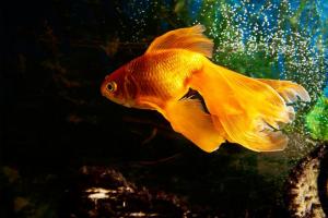 Reproduction du poisson rouge