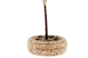 Ferribiella Gâteau matatabi