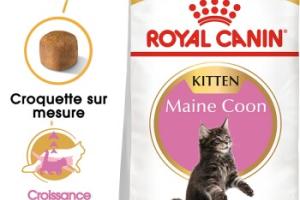 ROYAL CANIN Maine Coon Chaton Croquettes Chat 10 kg ROYAL CANIN Maine Coon Chaton Croquettes Chat 10 kg
