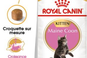 ROYAL CANIN Maine Coon Chaton Croquettes Chat 4 kg ROYAL CANIN Maine Coon Chaton Croquettes Chat 4 kg