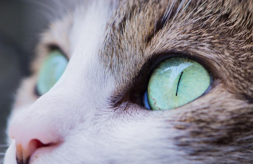 Chat aux yeux magnifiques